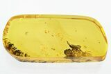 Detailed Fossil Earwig (Dermaptera) In Baltic Amber - Rare Inclusion #330730-1